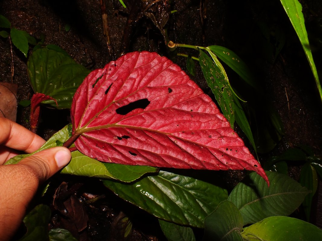 Begonia hatacoa eFlora of India